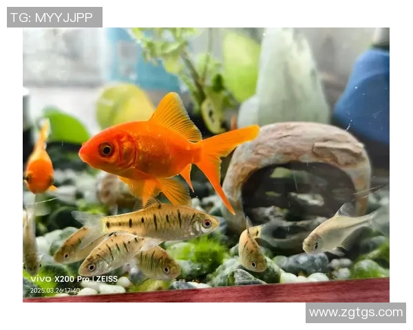 向鱼 王者：探索鱼类世界中的王者之争与生态平衡的深刻奥秘